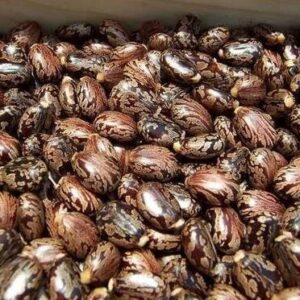 Castor Seeds Ricinus Communis – Arandi Ke Beej l Amanakku Seeds 100g