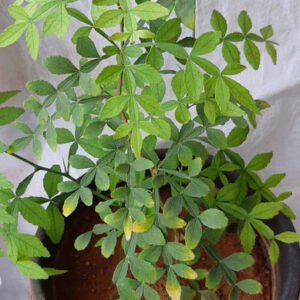 Maha Vilvam Live Plant with 13 Leaves Natural Healthy Live Plant